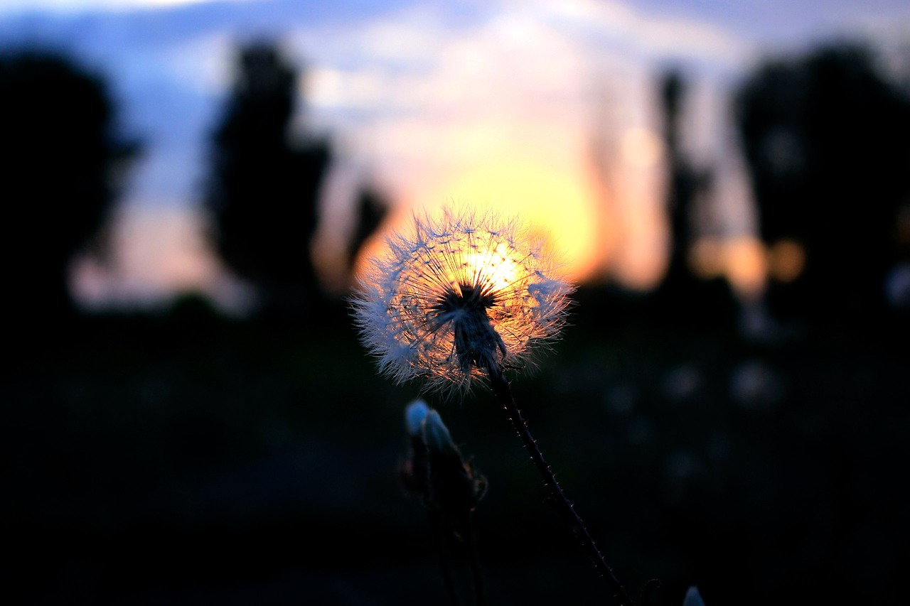 dandelion nature evening free photo