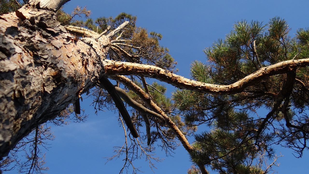 nature tree pine free photo