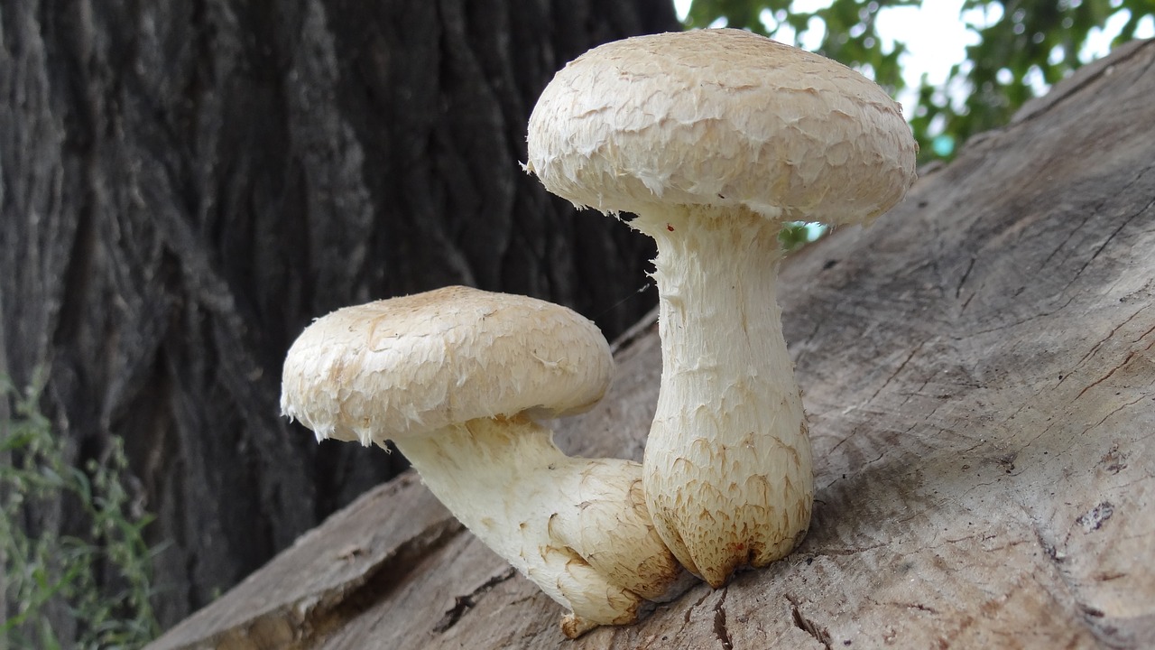 nature mushrooms stump free photo