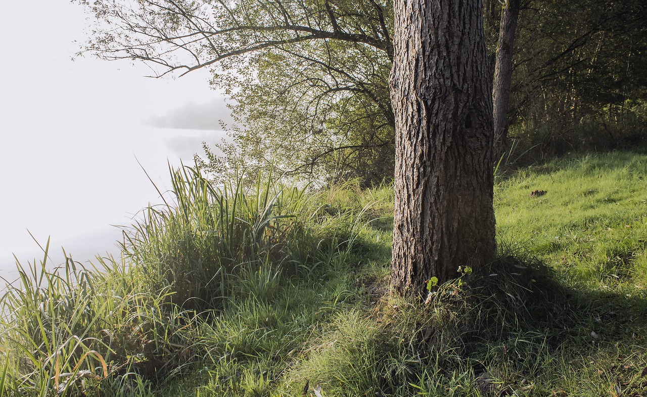 fog plant tree free photo