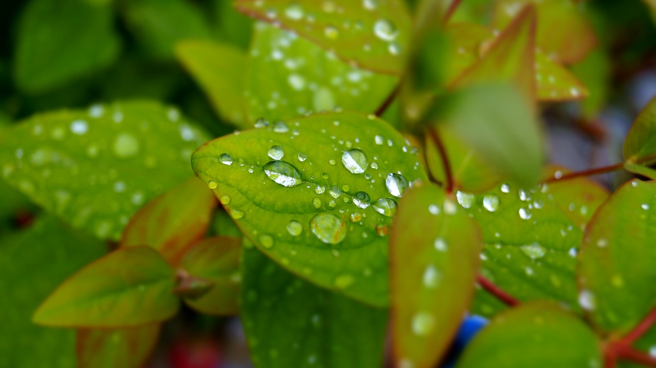 nature leaf raindrop free photo