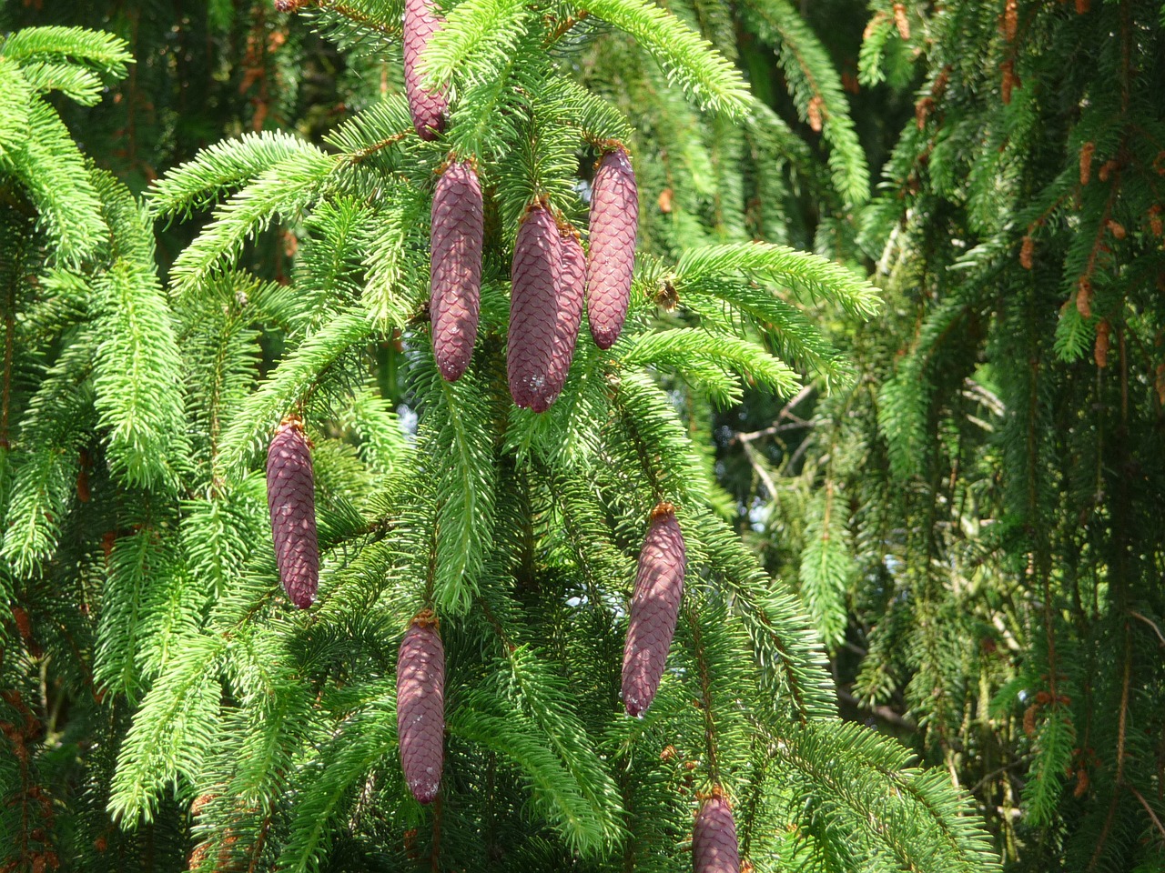 nature pine cones plant free photo