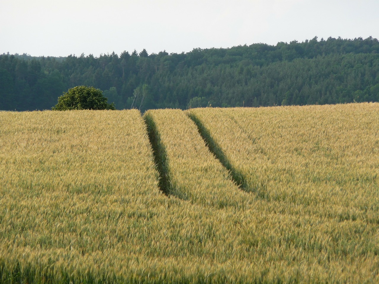 nature landscape summer free photo