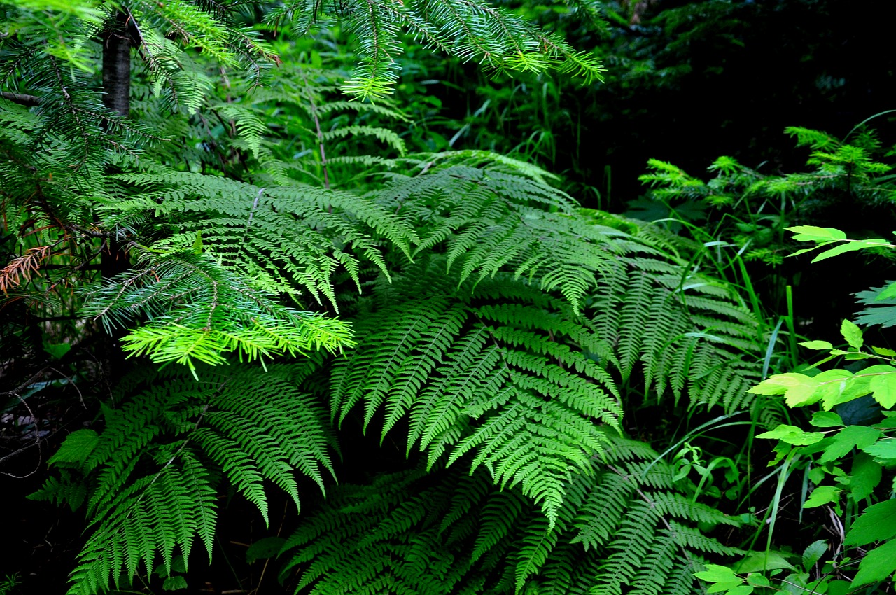 nature fern greens free photo