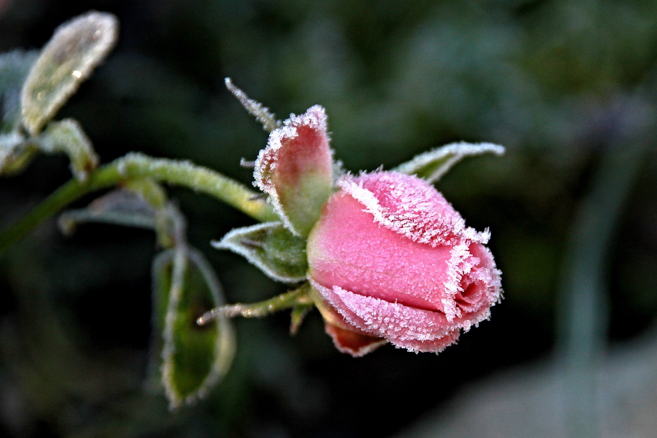 nature flower rose free photo