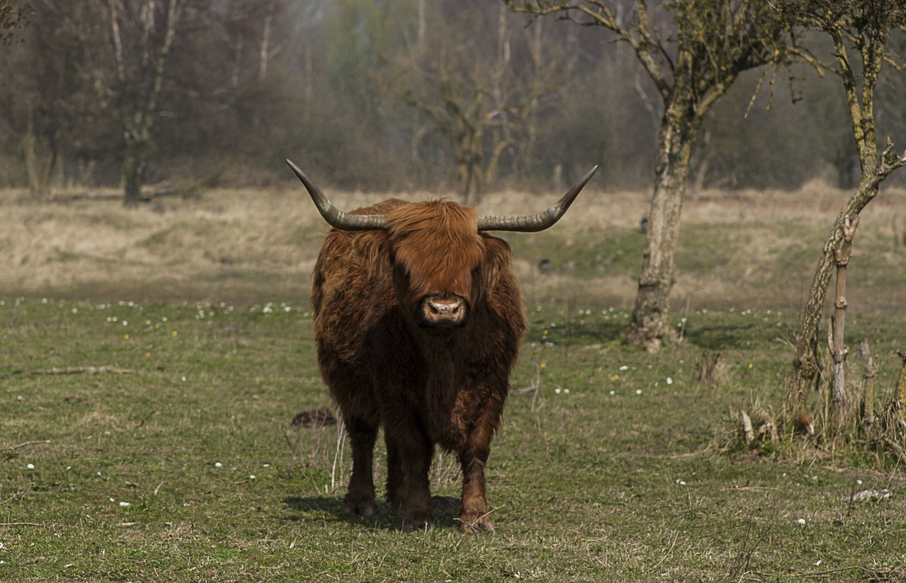 nature animals beef free photo