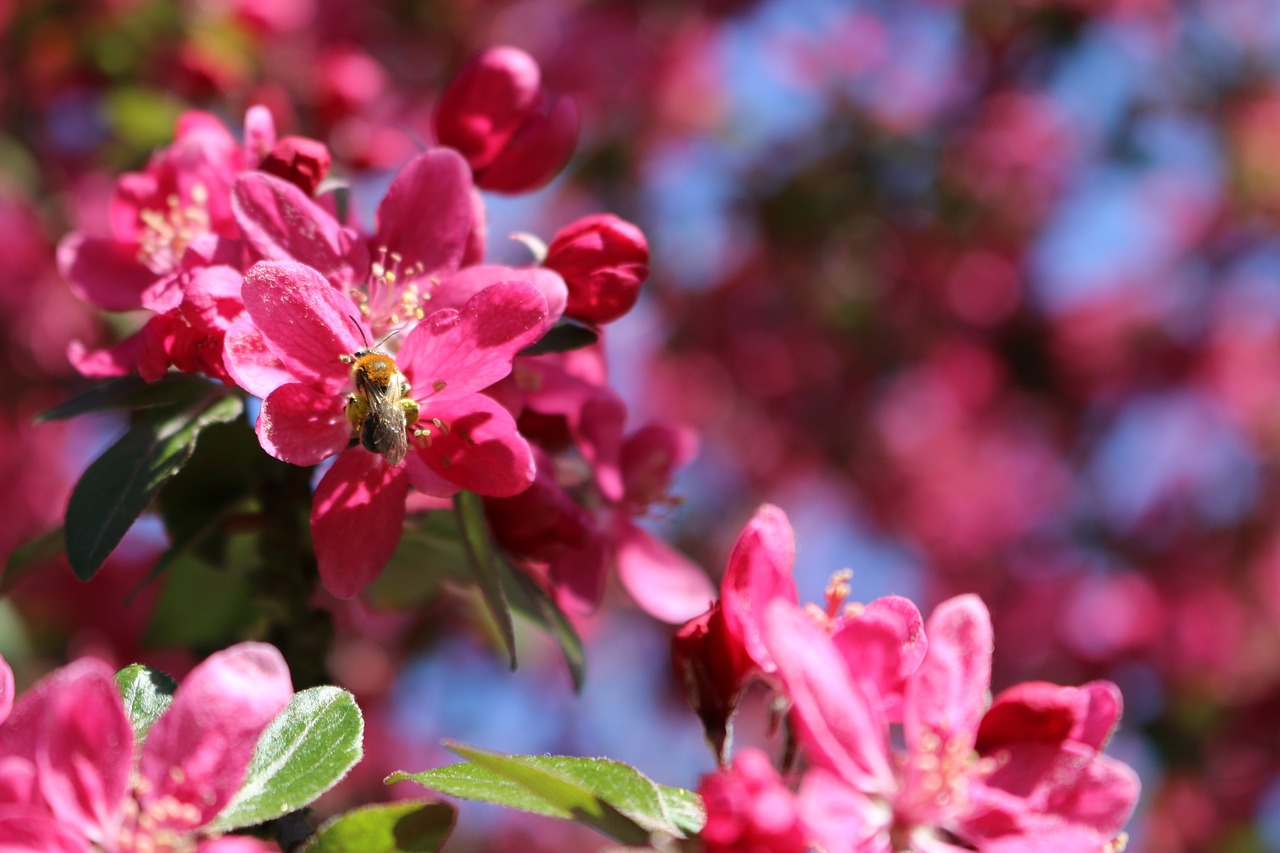 nature flowers spring free photo