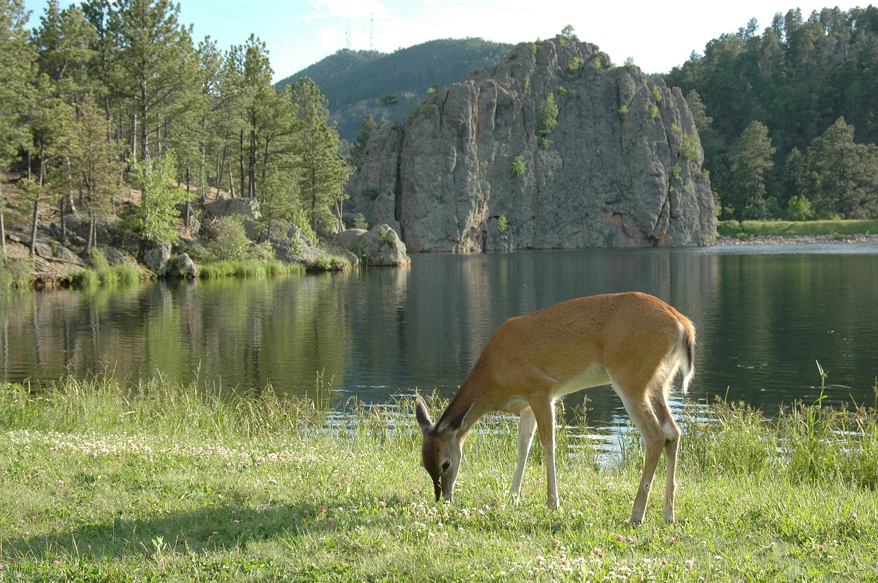 nature deer lake free photo