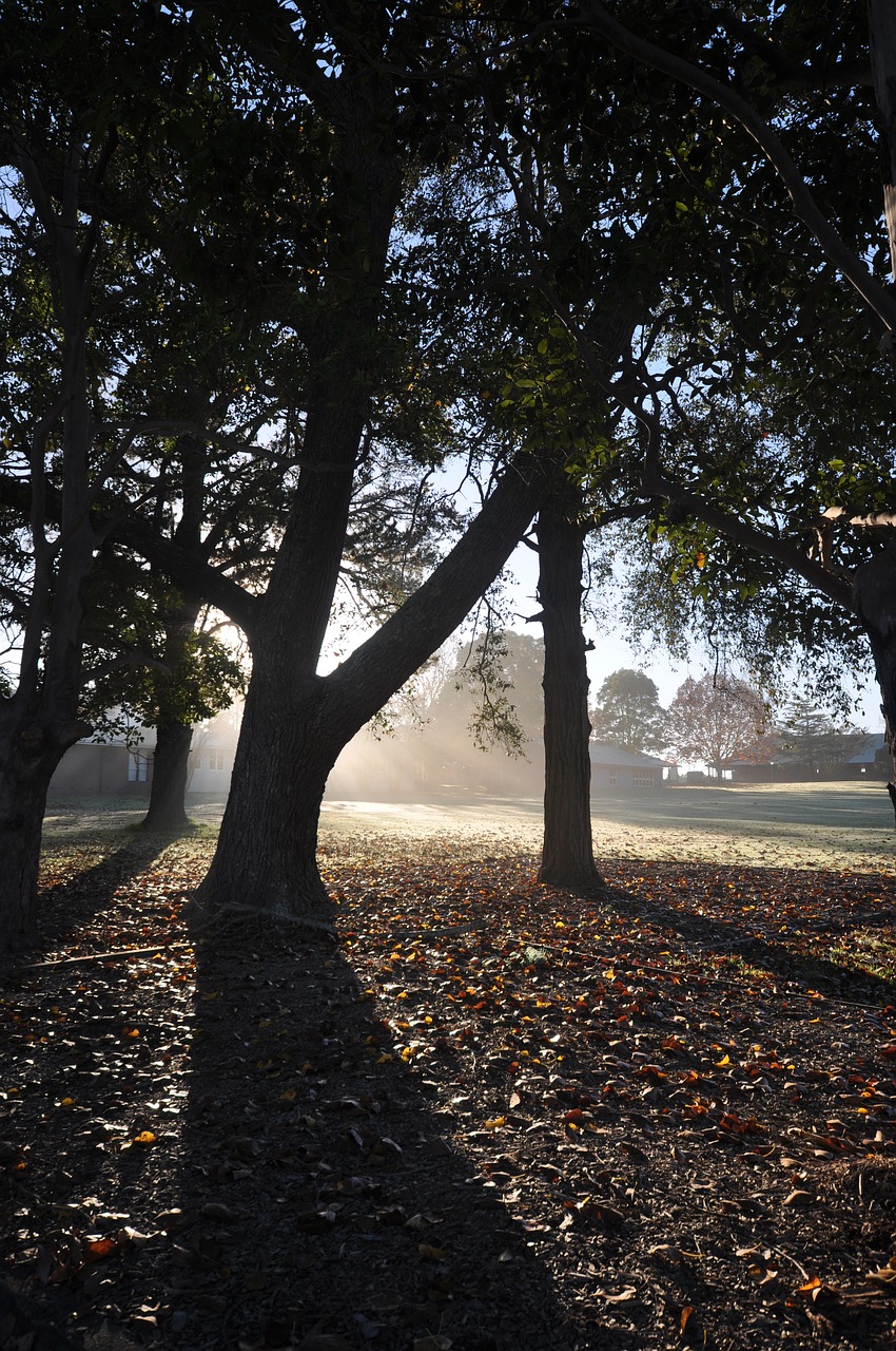 nature landscape environment free photo