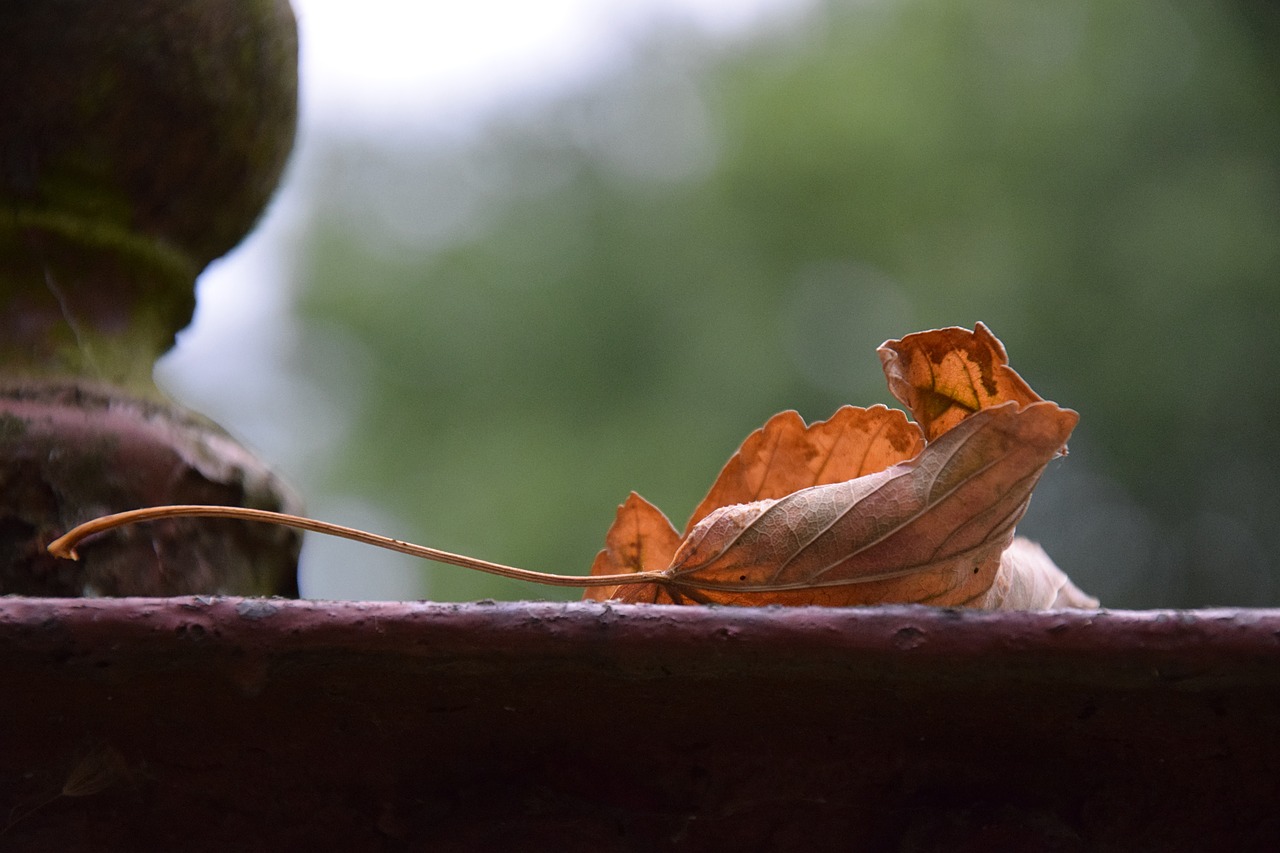 nature withered leaf free photo