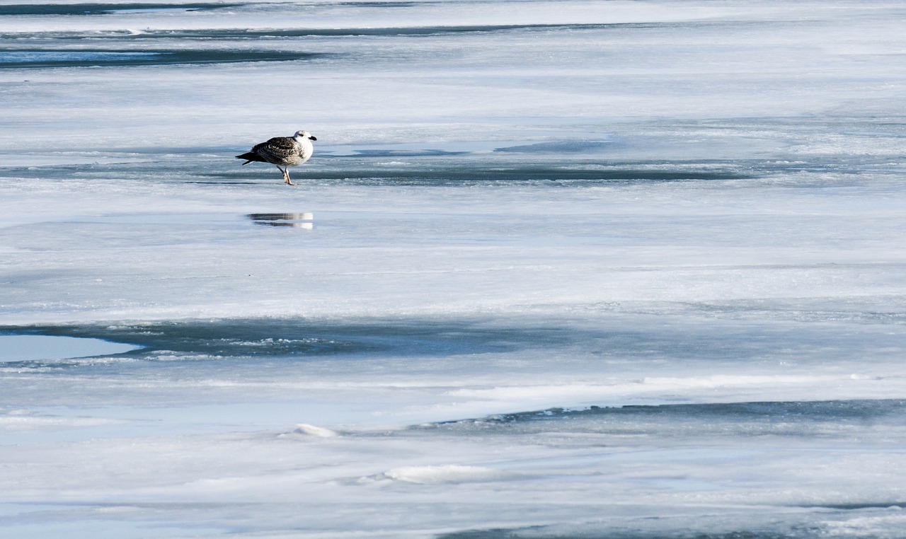 nature ice seagull free photo