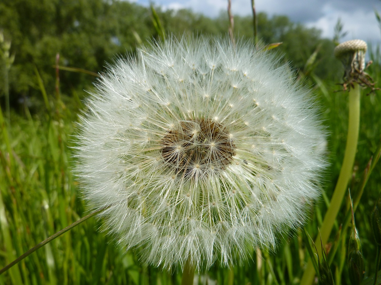 dandelion nature meadow free photo