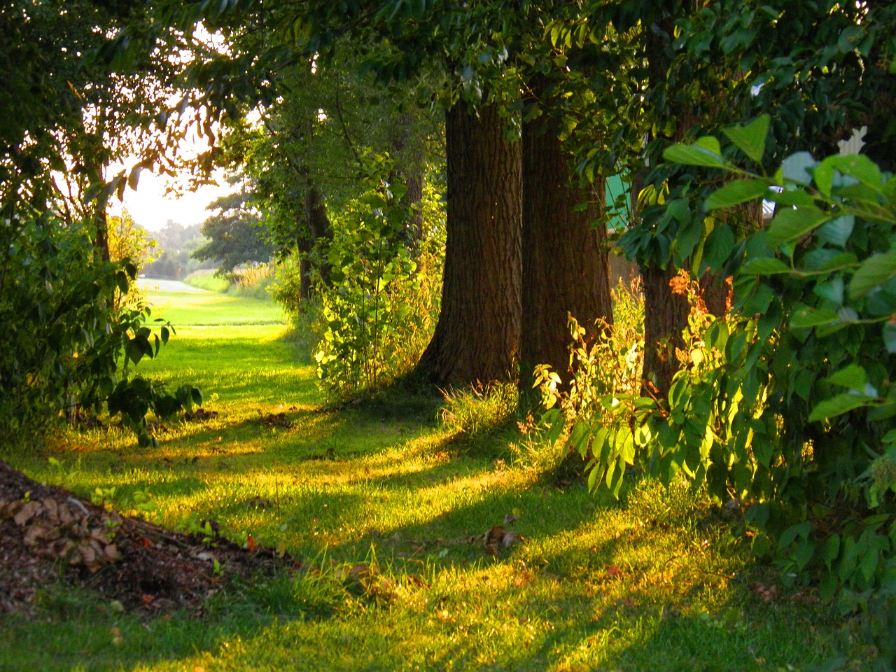 nature idyll tree free photo