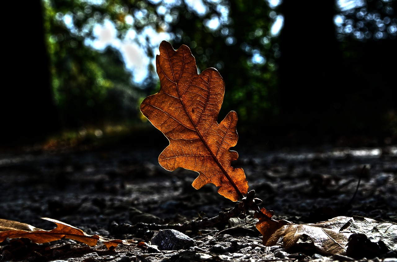 nature autumn sheet free photo