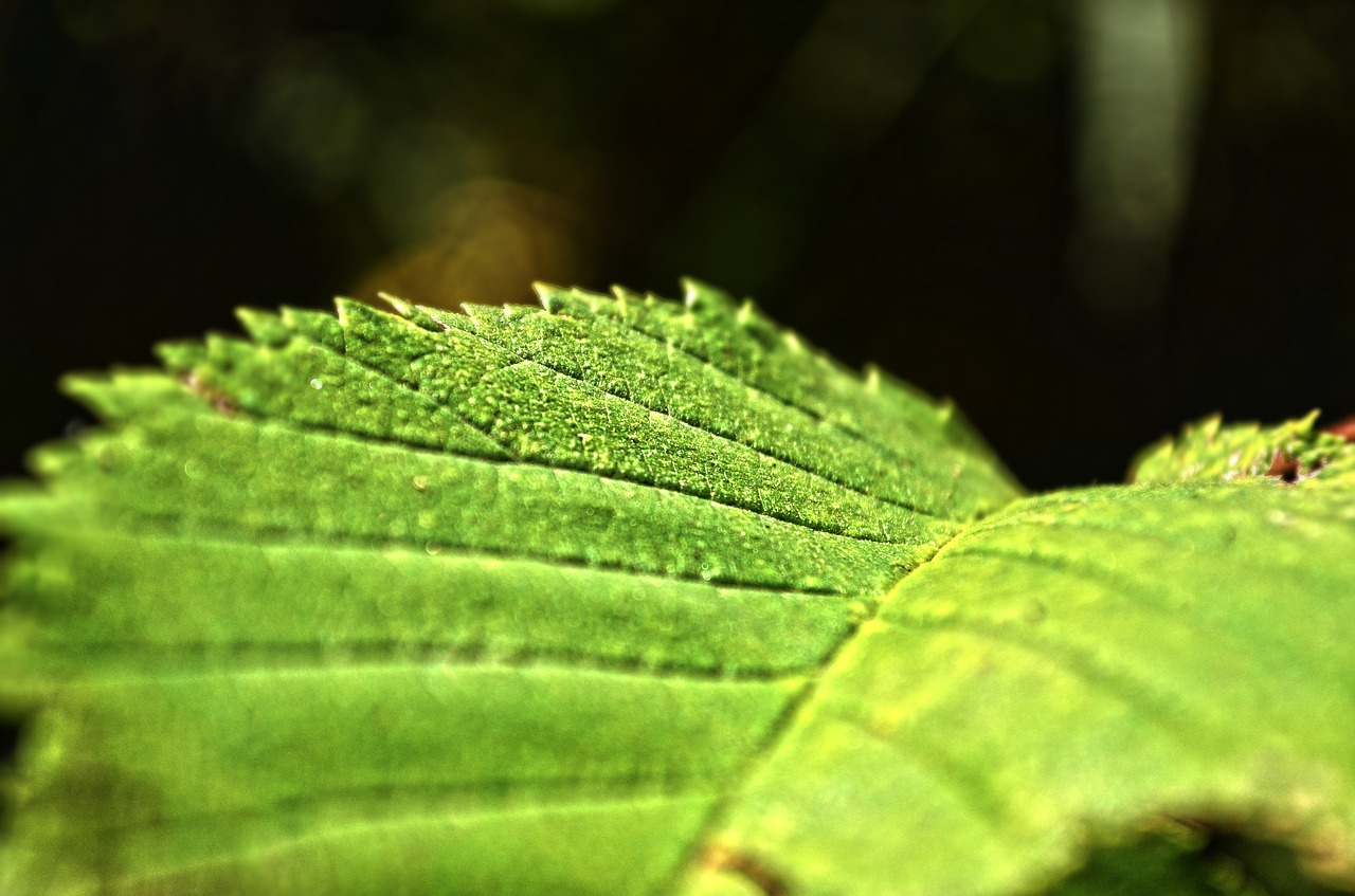 nature autumn sheet free photo