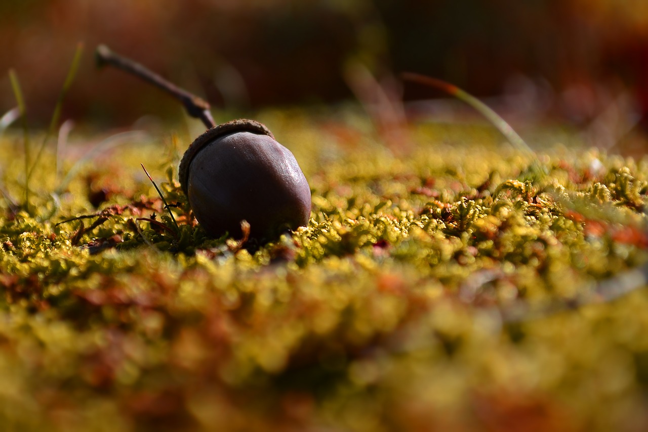 nature autumn fetus free photo