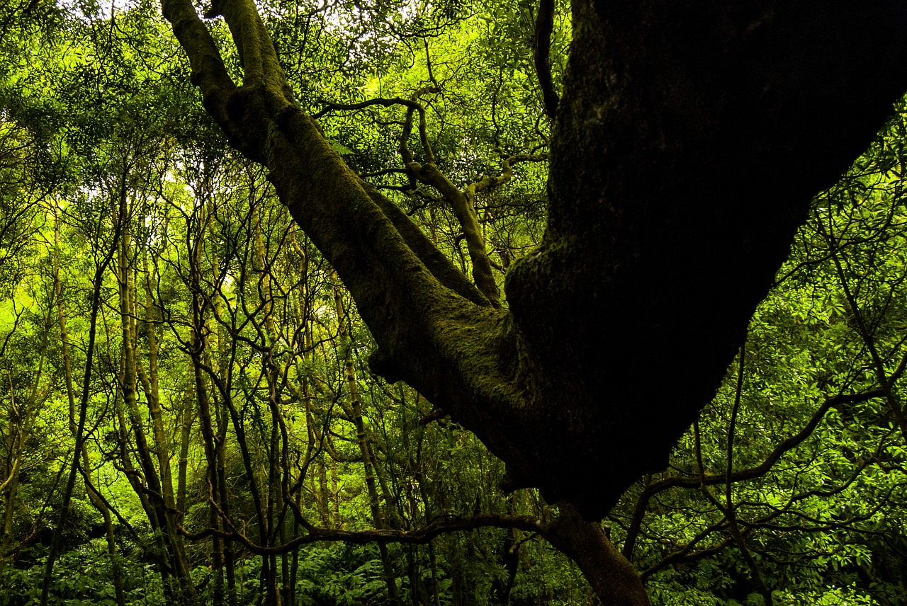 nature green forest free photo