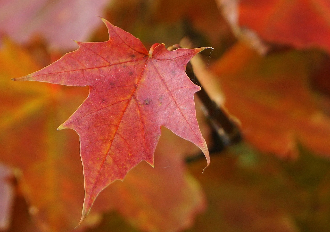 nature autumn leaf autumn weather free photo