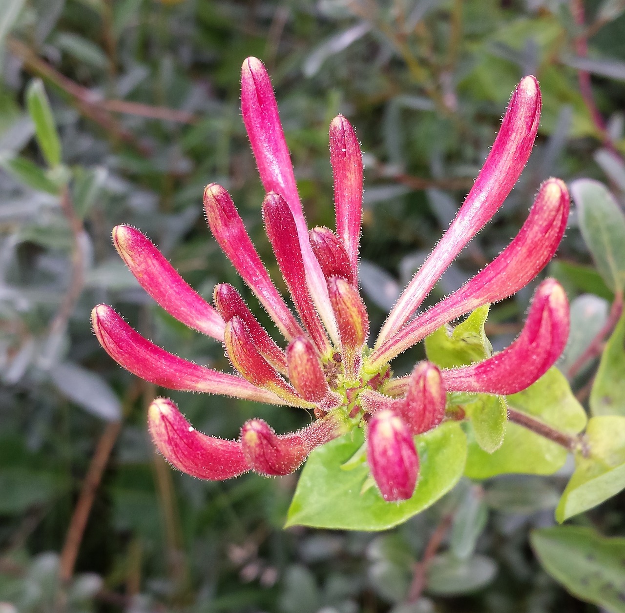 nature flower honeysuckle free photo