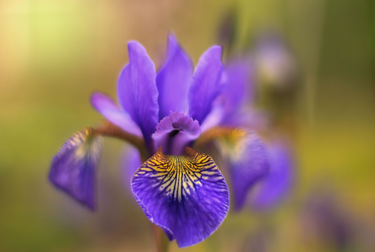 nature flowers purple free photo