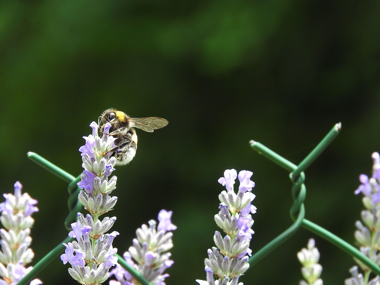 nature bee insects free photo