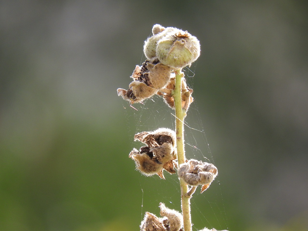 hollyhock macro dry free photo