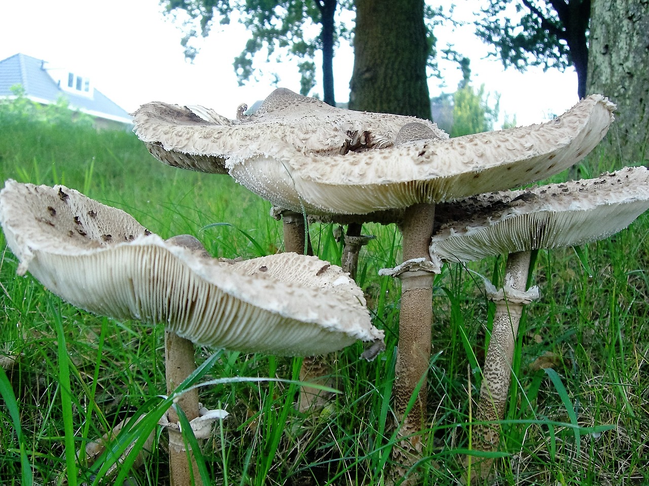 nature autumn mushroom free photo