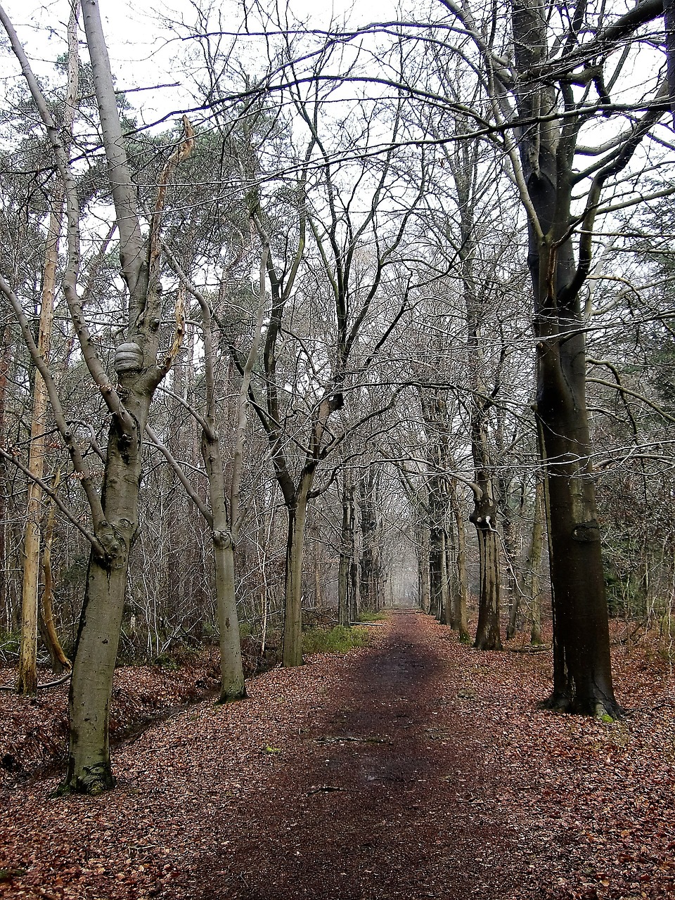 nature forest forest path free photo