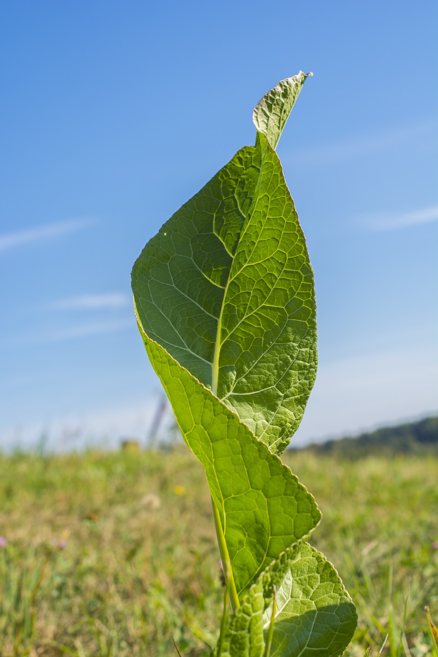 nature mother nature leaf free photo