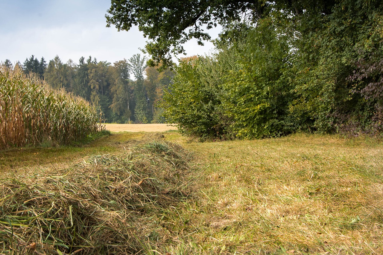 nature hay tree free photo