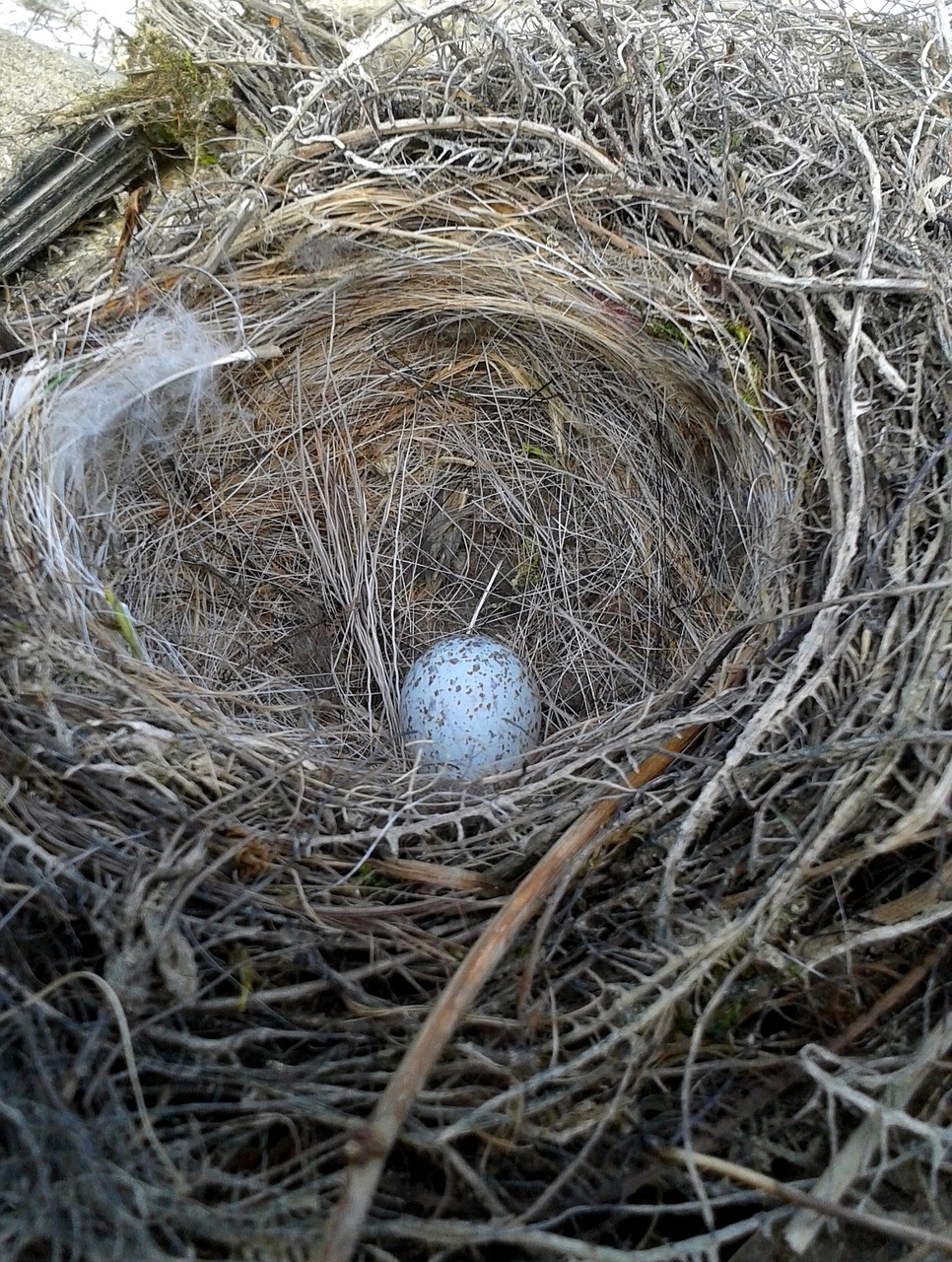 nature nest egg free photo