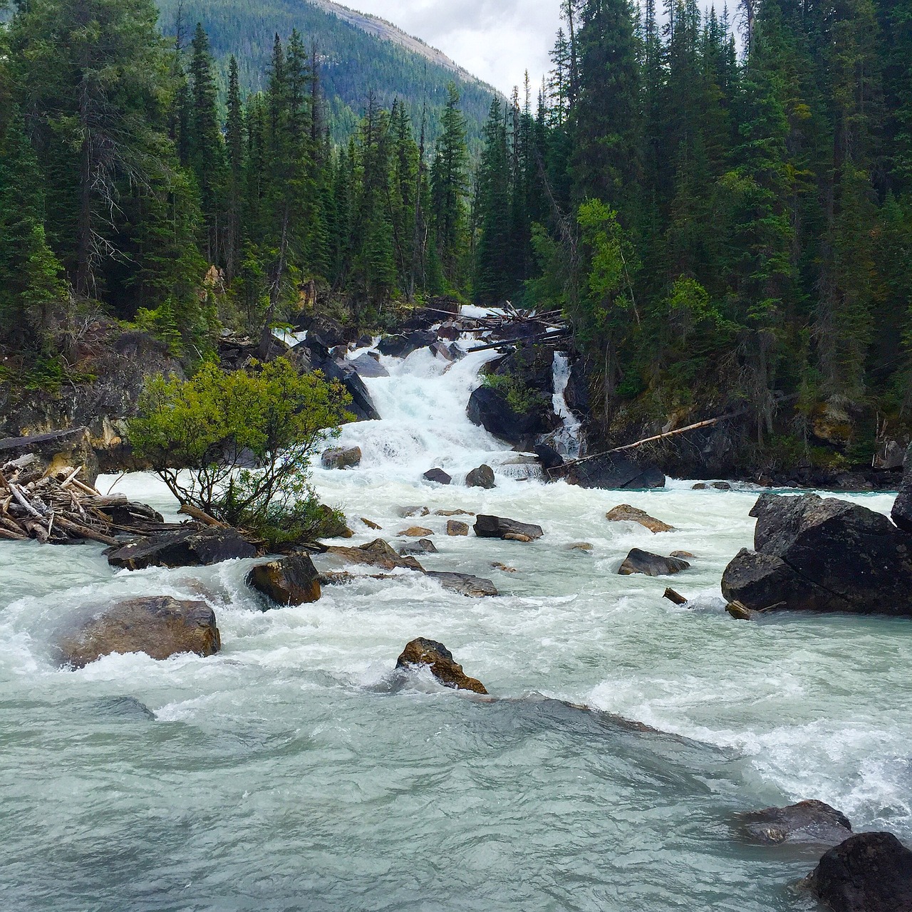 nature river wilderness free photo