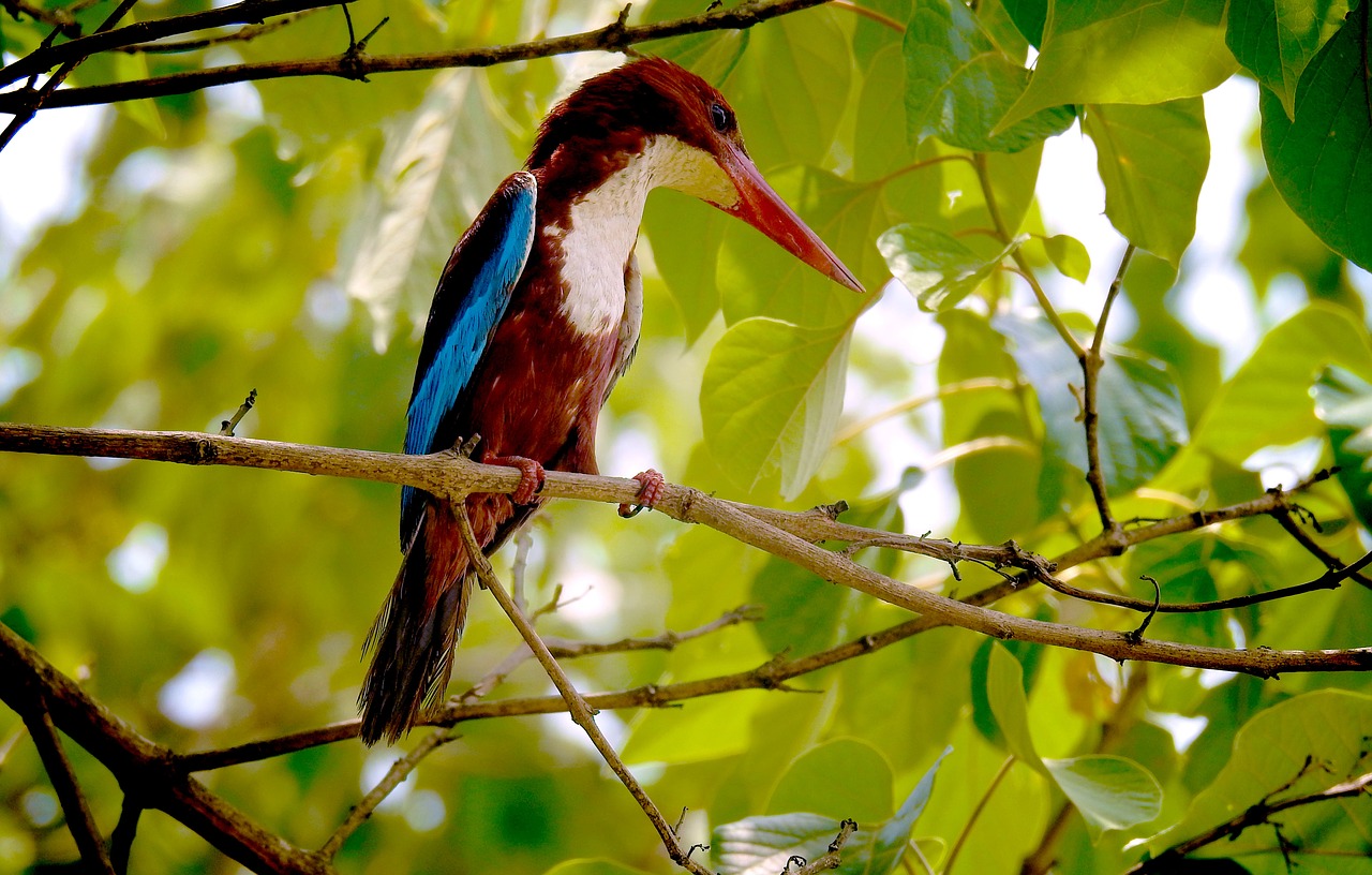 nature kingfisher photography free photo