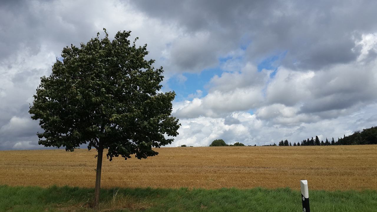 nature field trees free photo