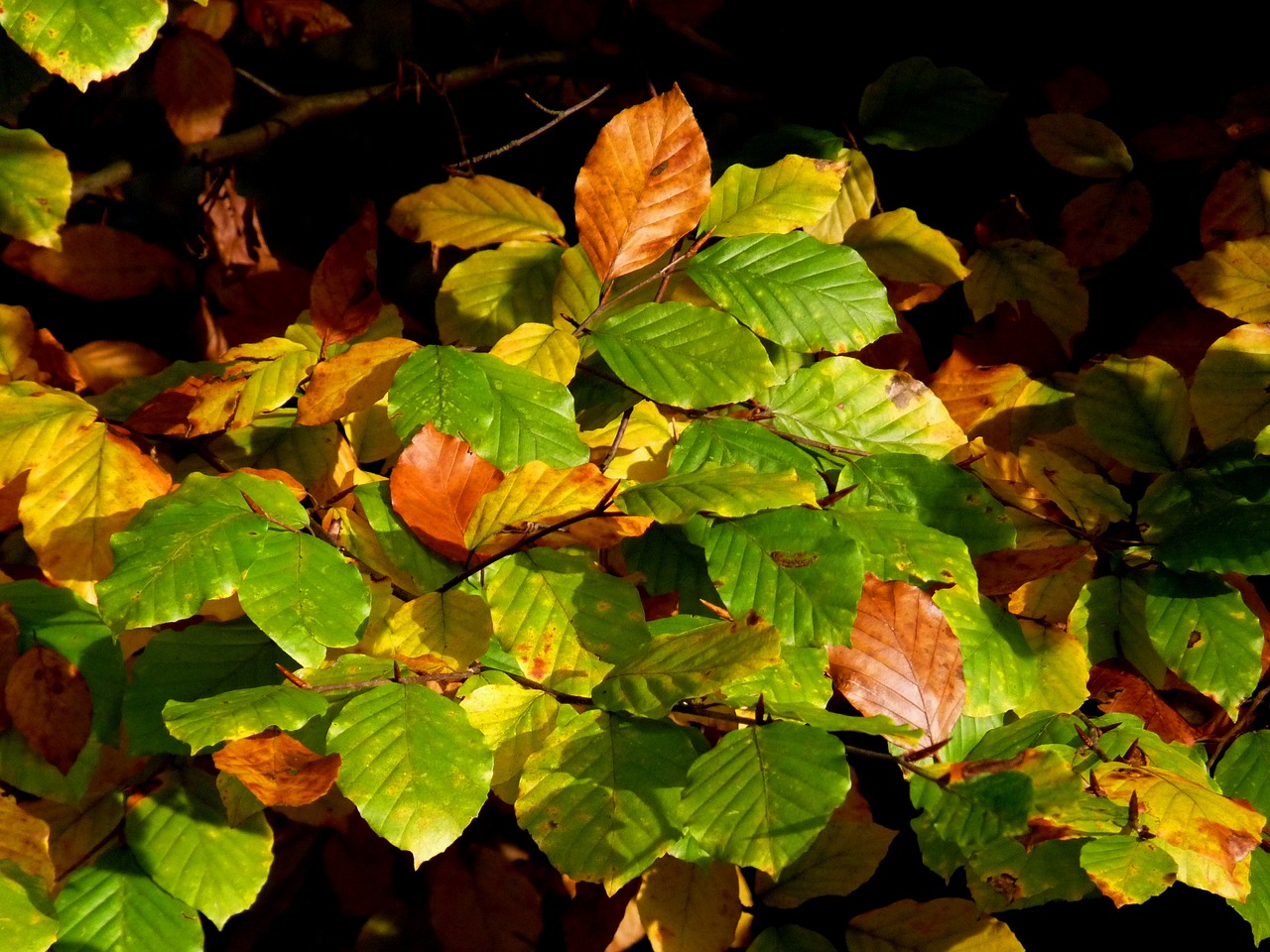 nature autumn leaves free photo