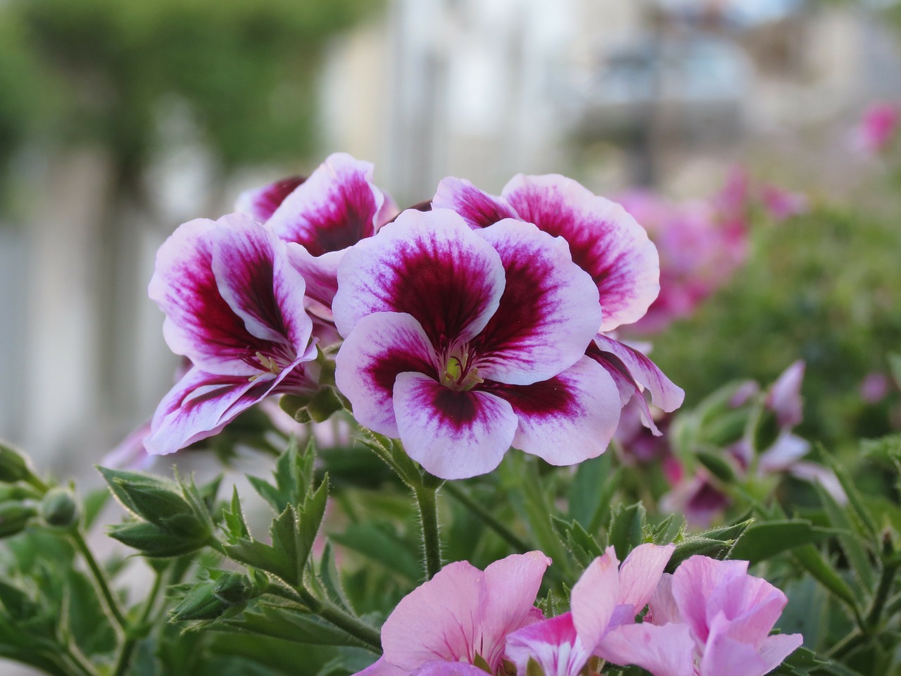 nature flower macro free photo