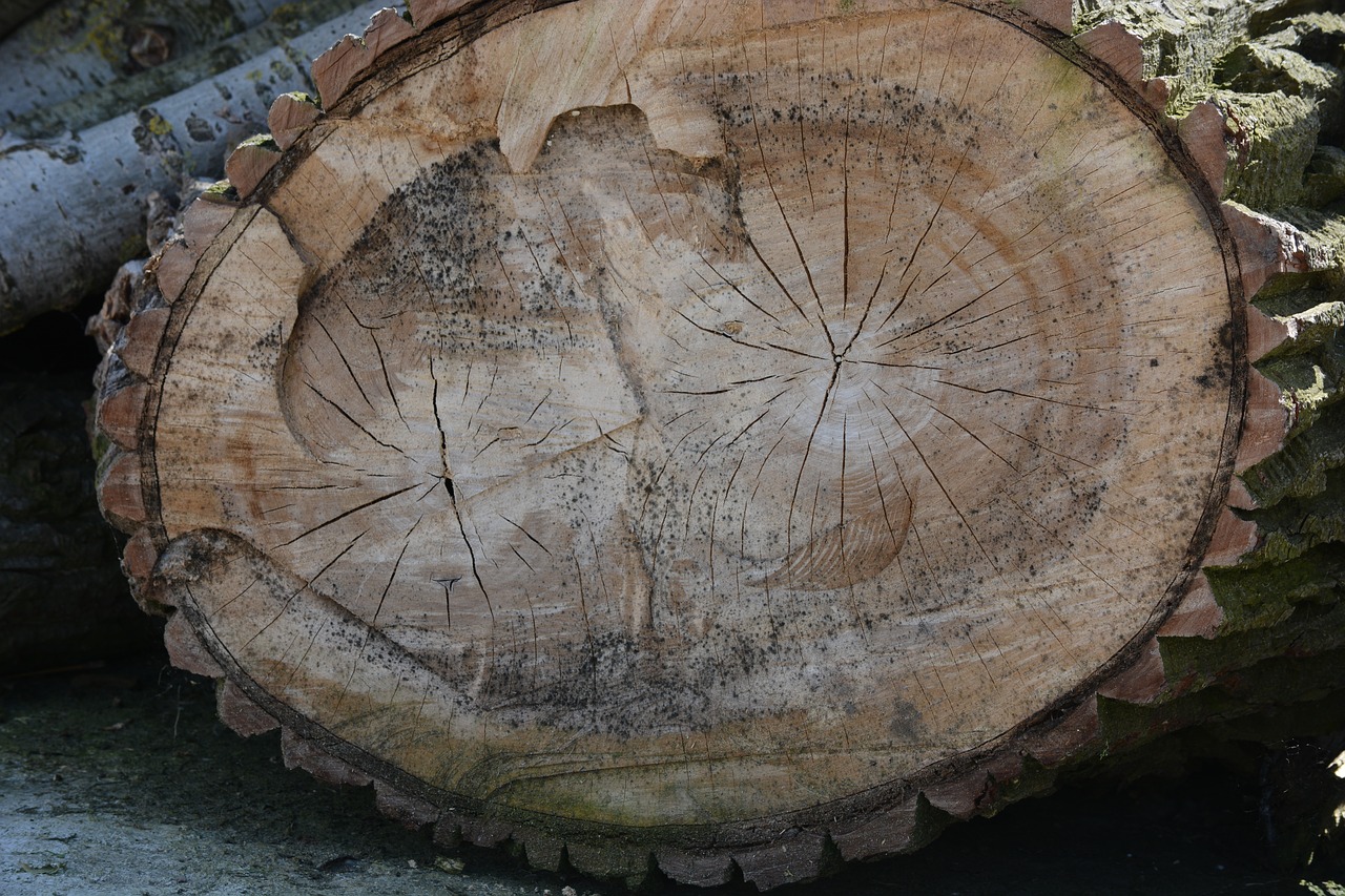 nature tree chestnut free photo