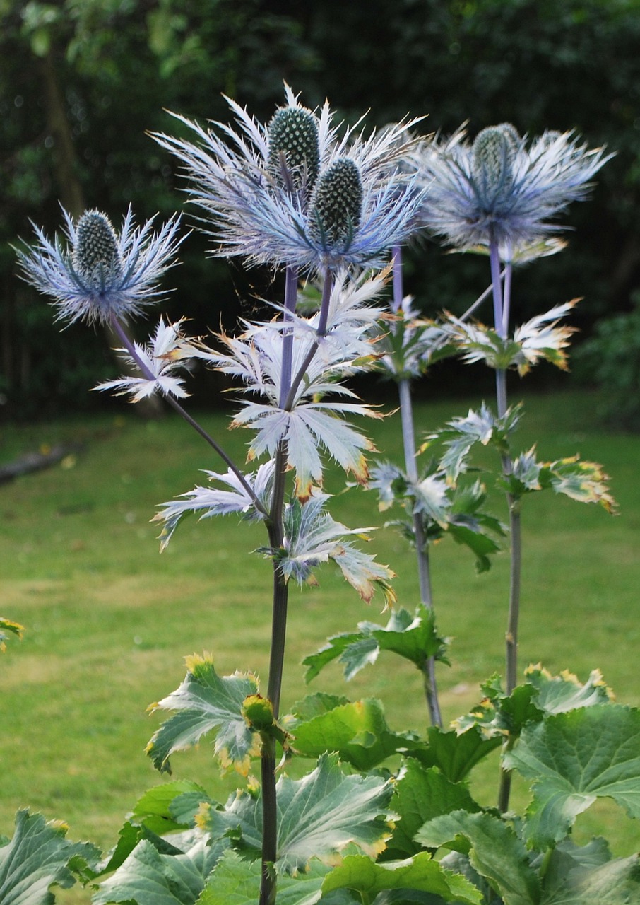 nature scotland silver thistle free photo