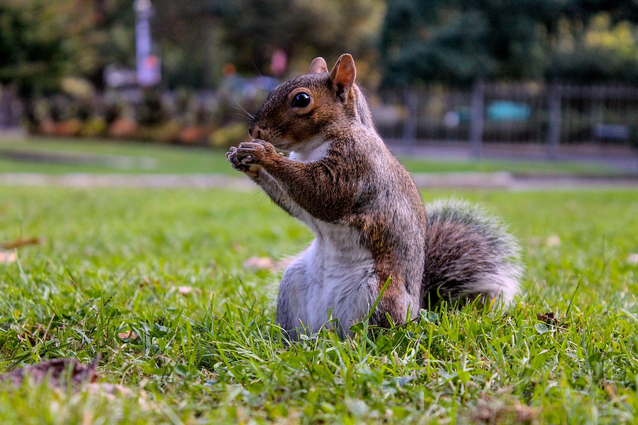 squirrel landscape nature free photo