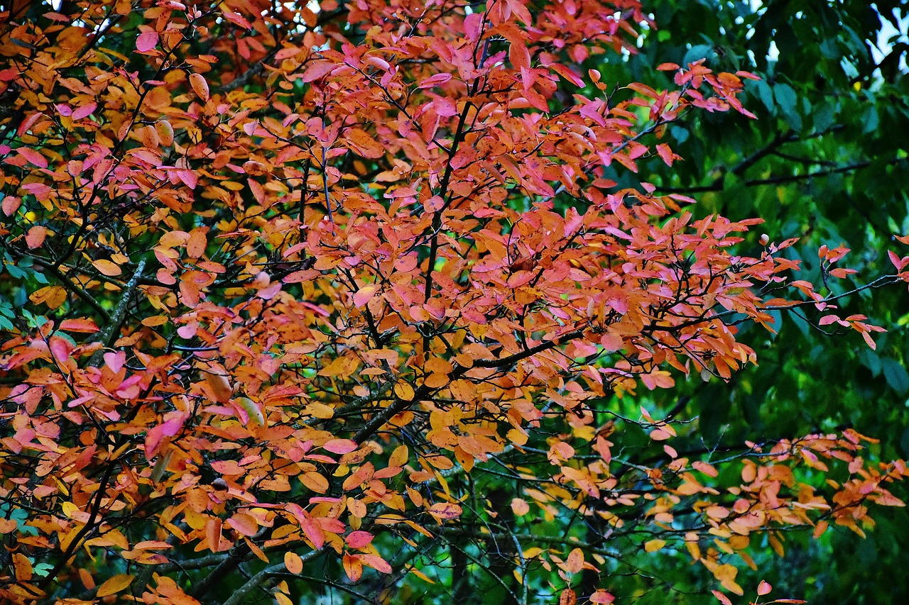 nature autumn tree free photo