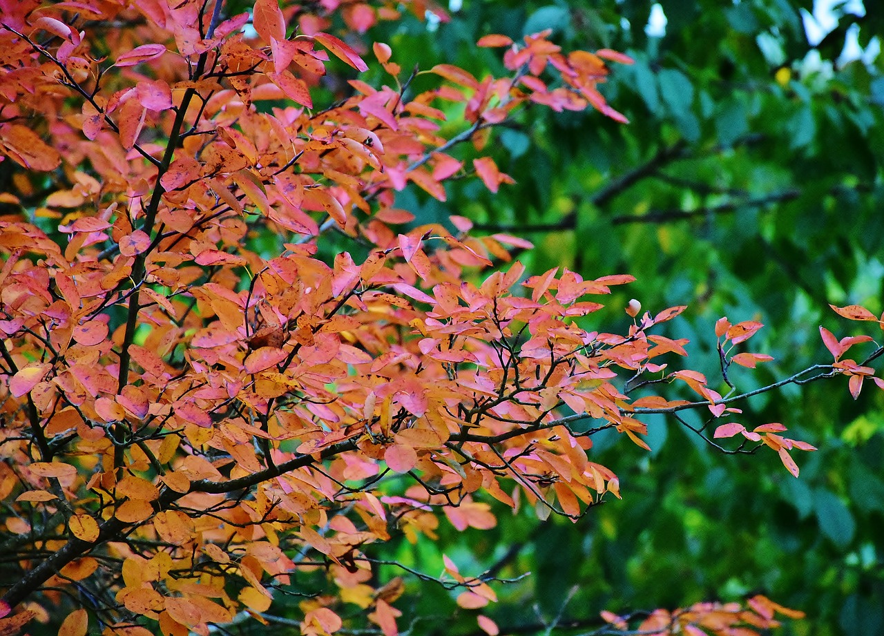 nature autumn tree free photo