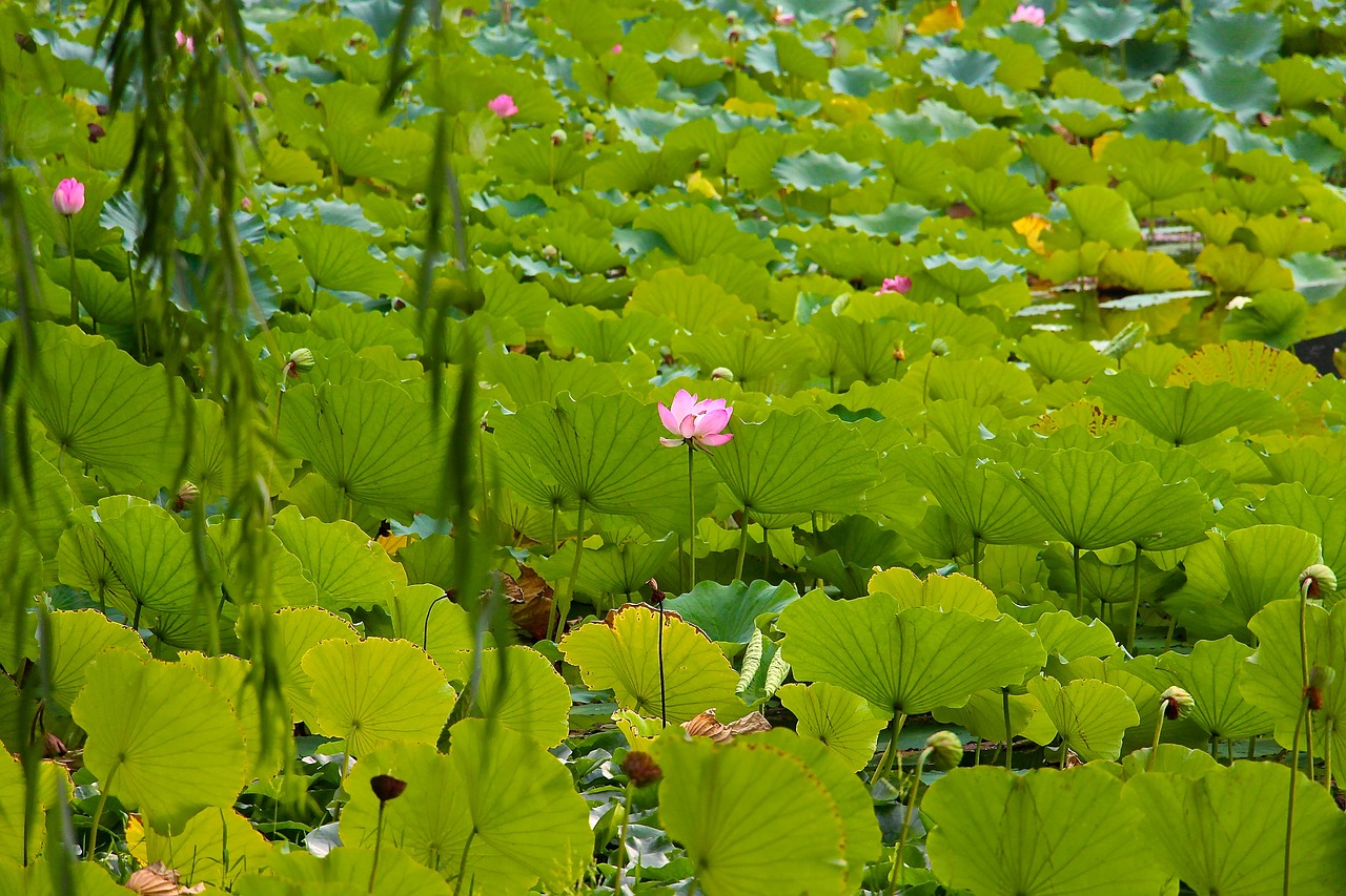 nature lotus summer free photo