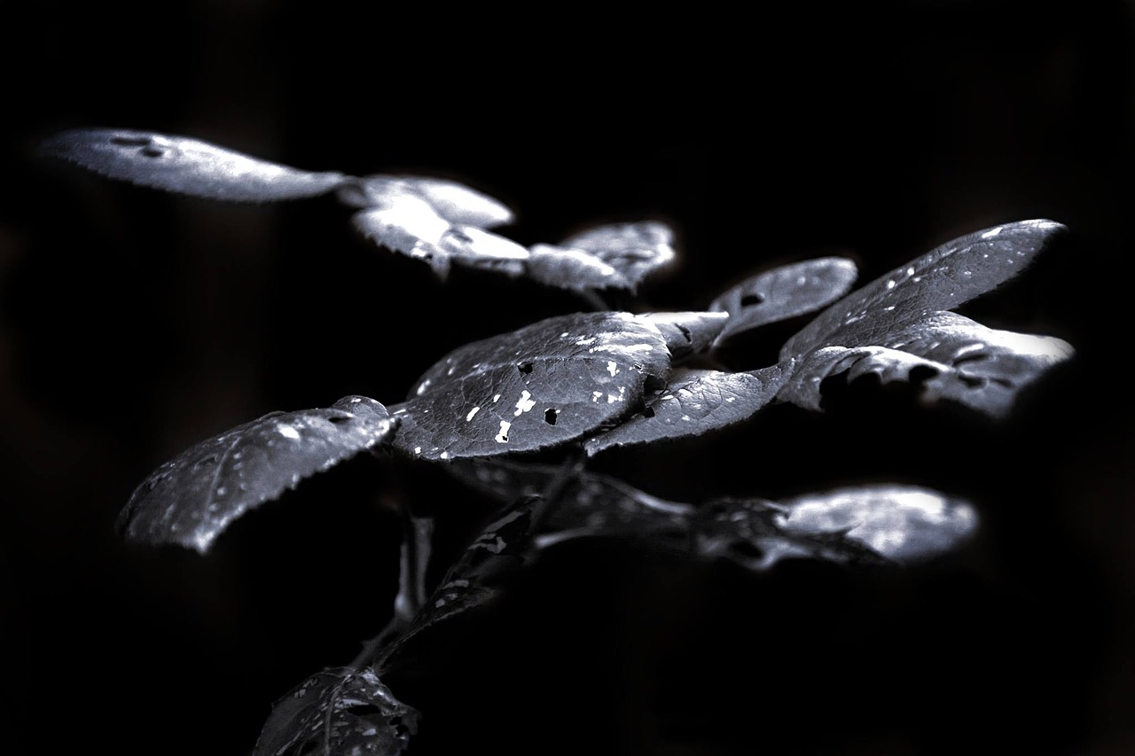 night leaves plant free photo