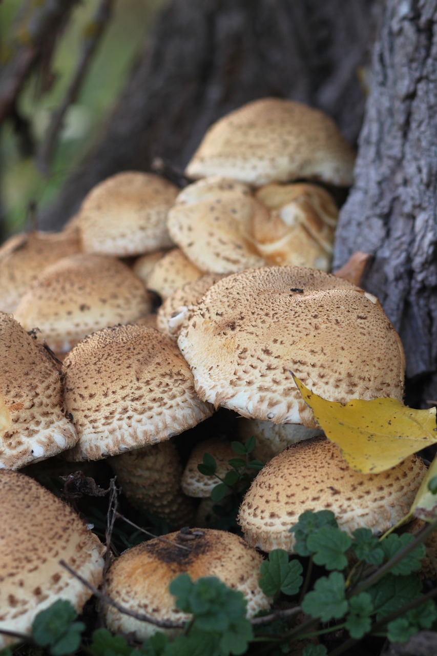 nature autumn mushrooms free photo