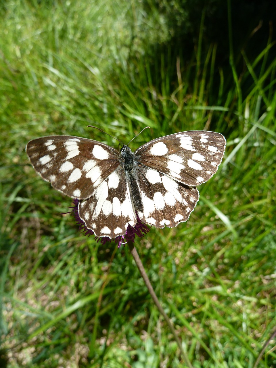 nature butterfly close free photo