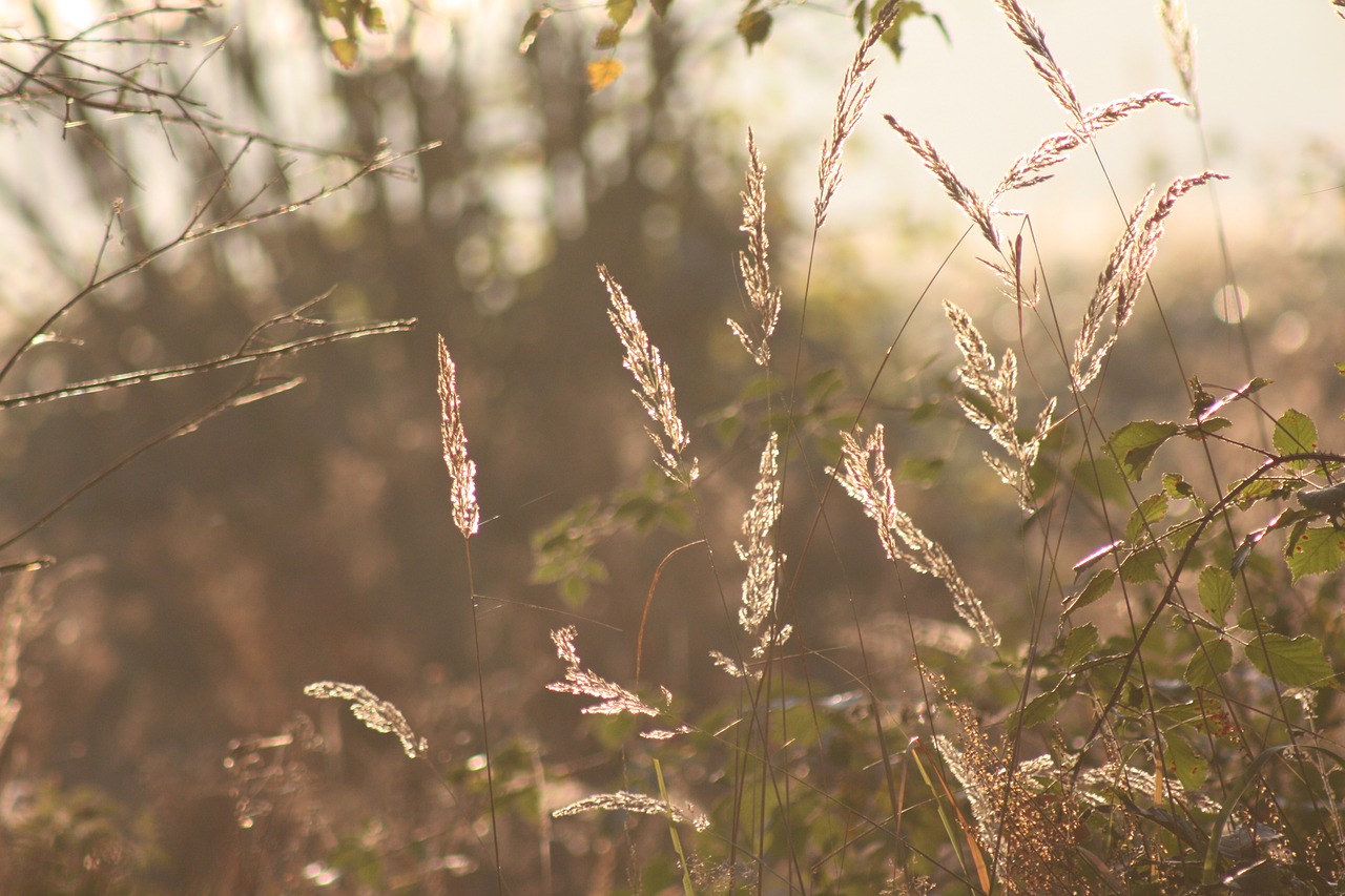 nature grasses grass free photo