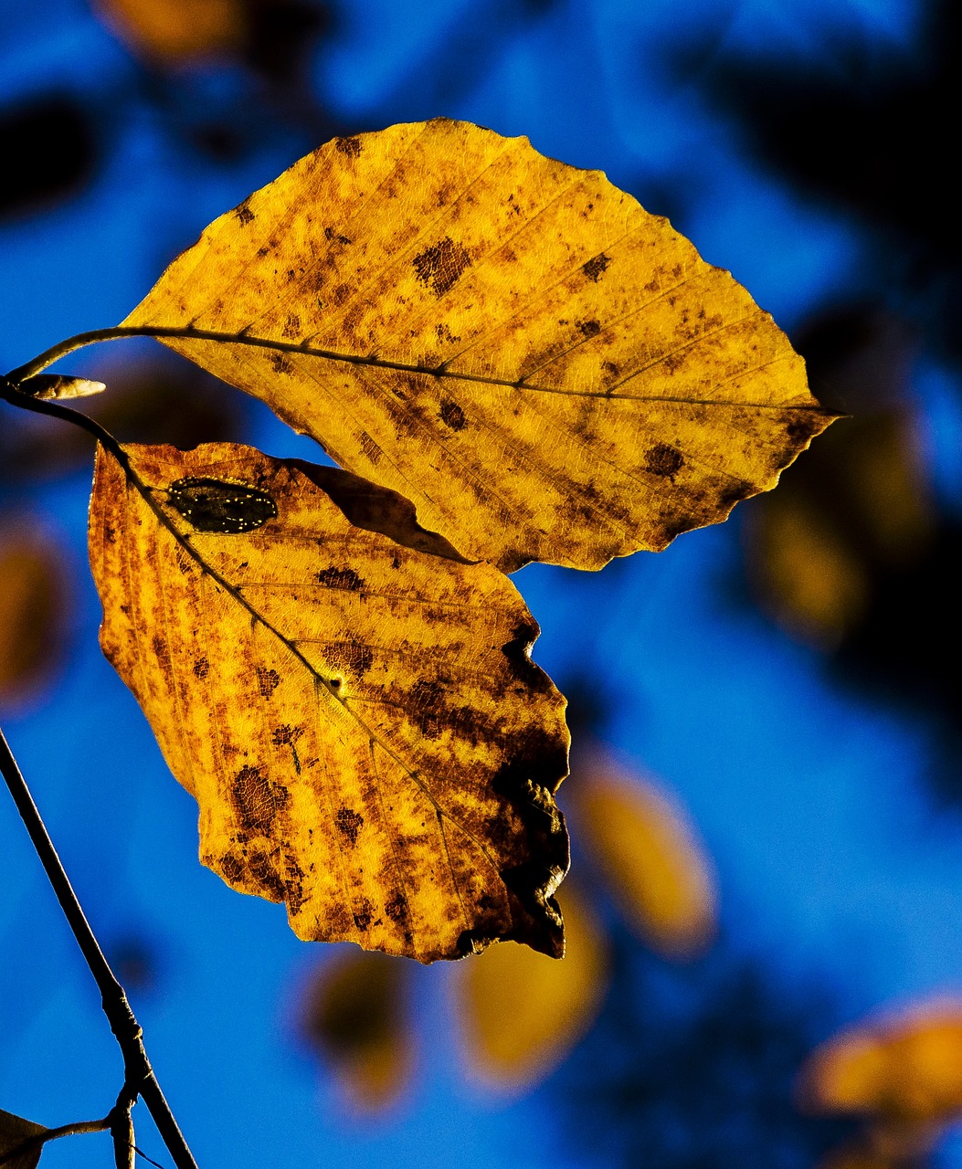 nature autumn foliage free photo