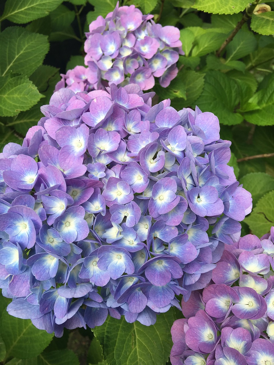 hydrangea nature flower free photo