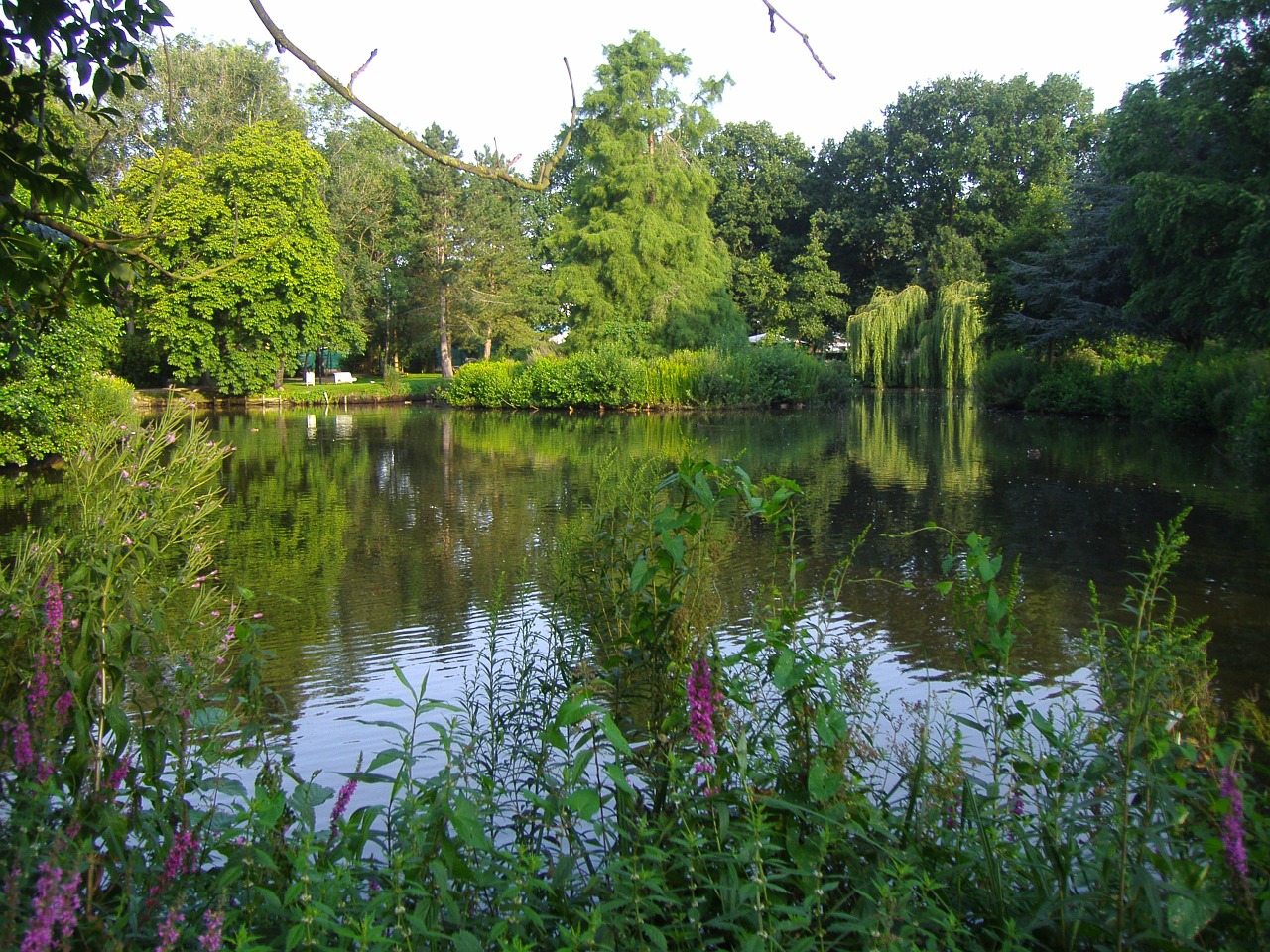 nature pond water reflection free photo