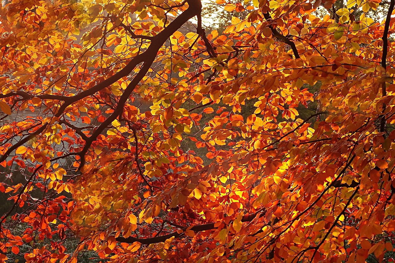 nature tree autumn free photo